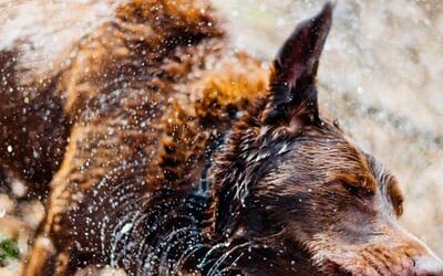 Foolish Old Man, You Ain’t That Tough!