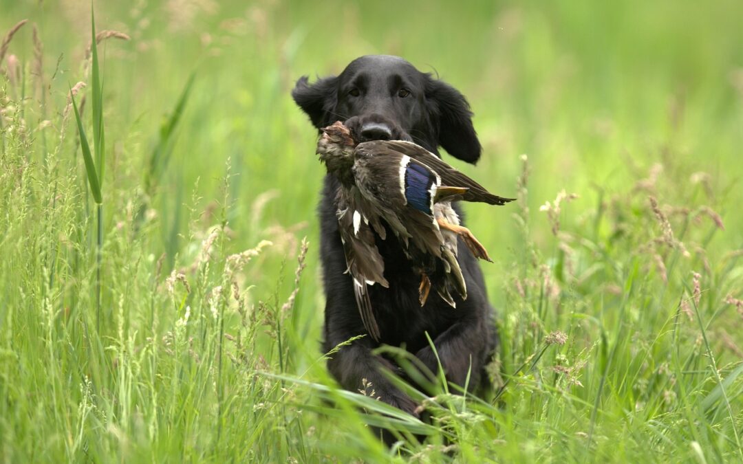 Is There a “Best” Dog Breed for Duck Hunting?