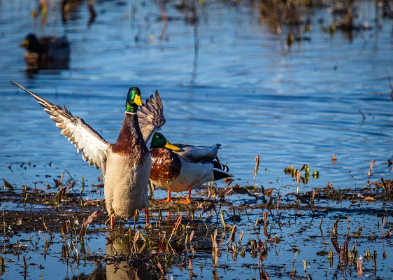 Know Your Mallard Calls